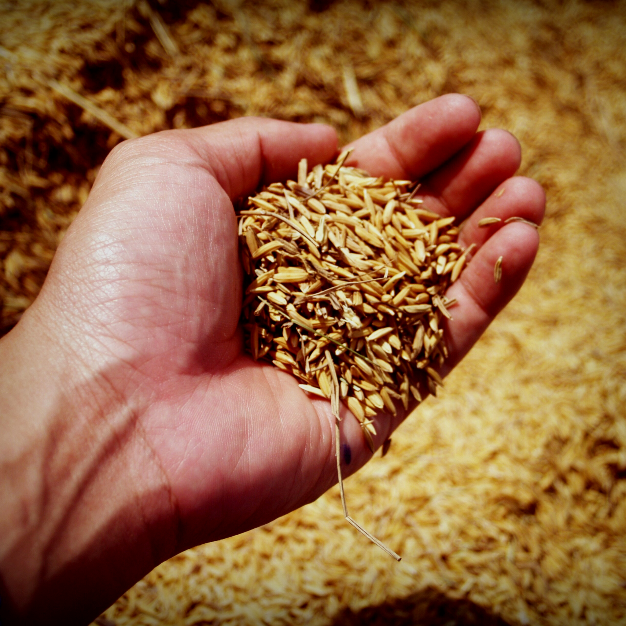 Grass Seed
